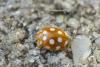 Vibidia duodecimguttata